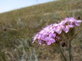 Dianthus pseudarmeria. Соцветия. Крым, Черноморский р-н, солёное озеро Донузлав. 3 июля 2011 г.