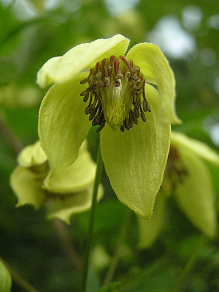 Image of Clematis serratifolia specimen.