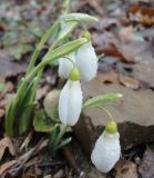 Galanthus plicatus