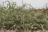 Polygonum arenarium. Цветущее растение. Северный Крым, оз. Сиваш. 12 октября 2011 г.