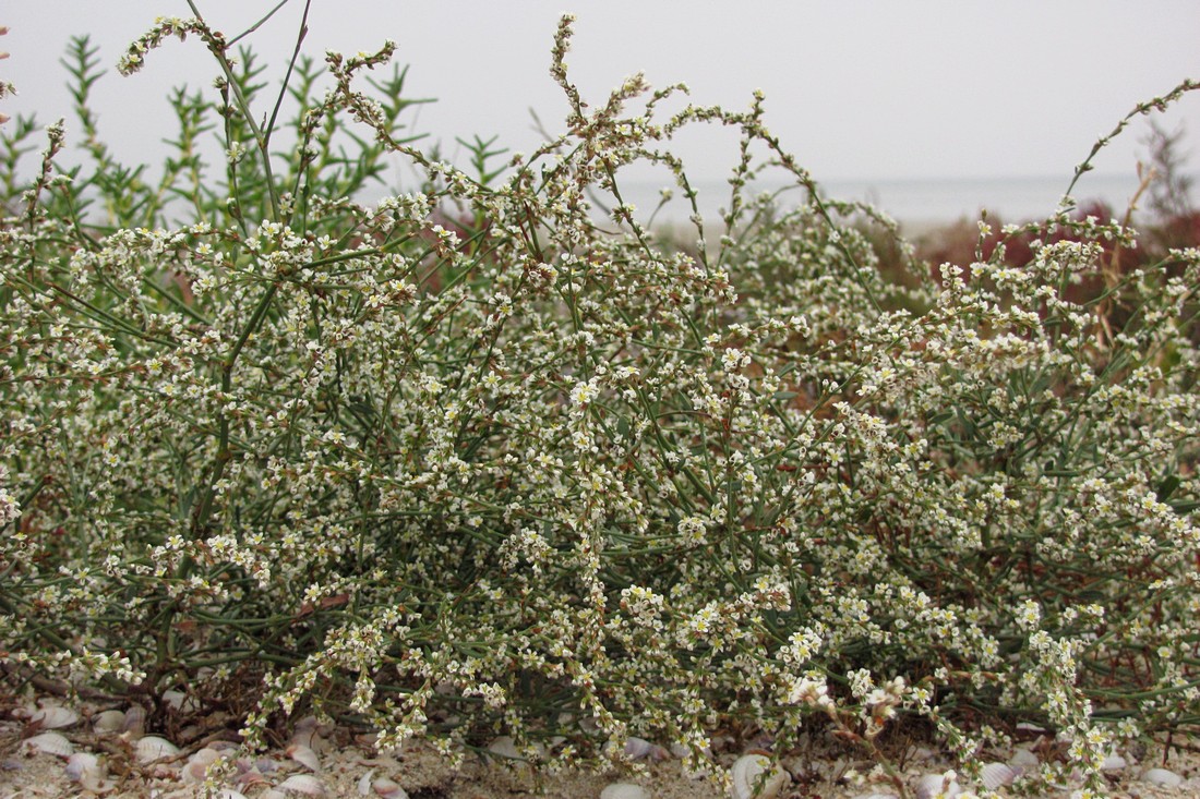 Image of Polygonum arenarium specimen.