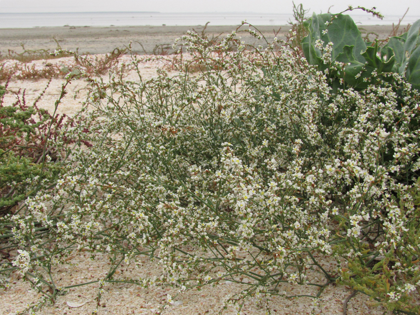 Изображение особи Polygonum arenarium.