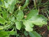 Brassica juncea