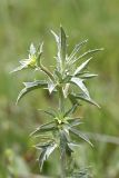 род Eryngium