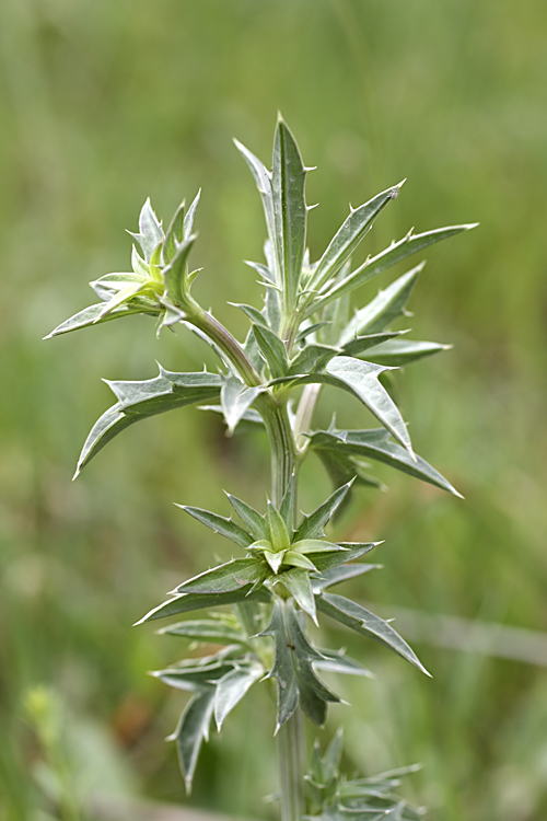 Изображение особи род Eryngium.