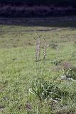 Eremurus comosus. Зацветающие растения. Таджикистан, предгорья Гиссарского хр., Северные холмы. 15.05.2011.