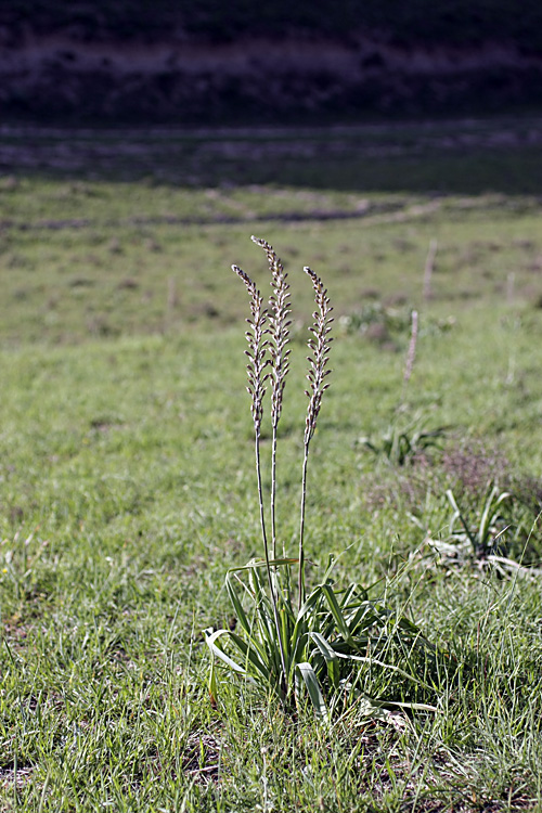 Изображение особи Eremurus comosus.