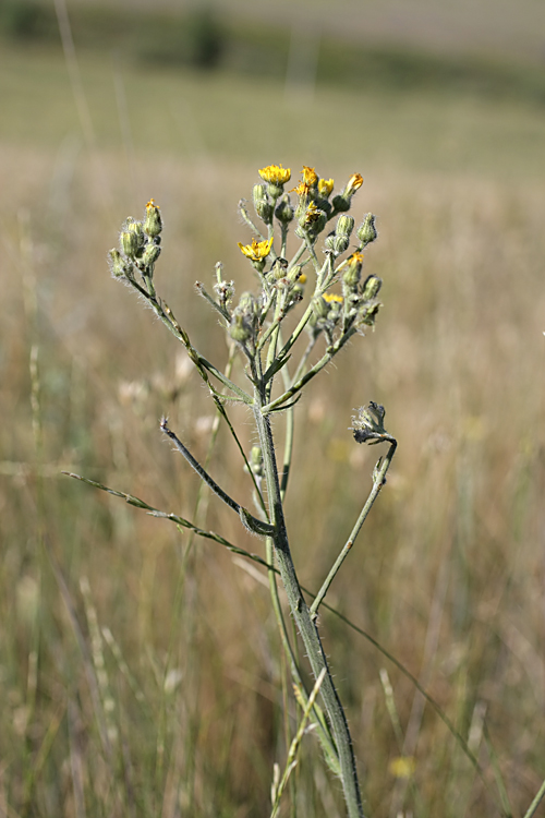 Изображение особи Pilosella procera.