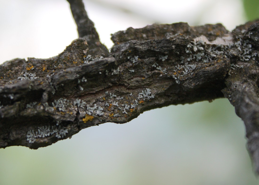 Image of Ulmus minor specimen.