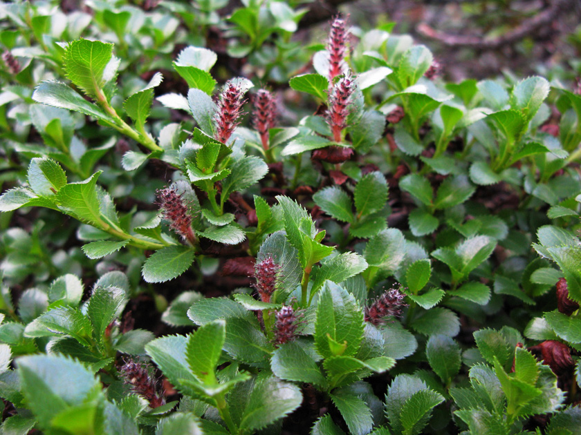 Image of Salix berberifolia specimen.