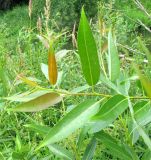 Salix × meyeriana. Верхяя часть побега. Ярославская обл., Переславский р-н, с. Елизарово, берег р. Шаха. 09.07.2011.