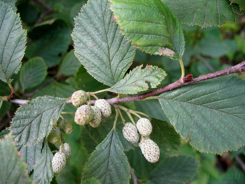 Изображение особи Duschekia alnobetula.