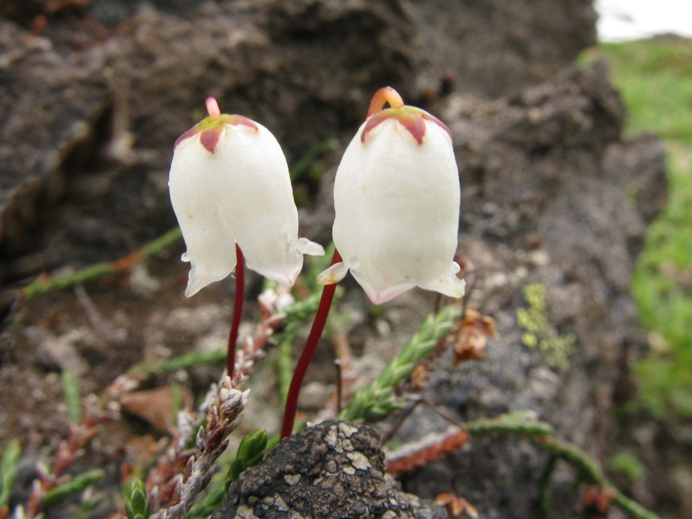 Image of Cassiope lycopodioides specimen.