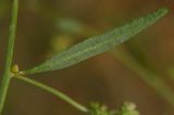 Atriplex patula