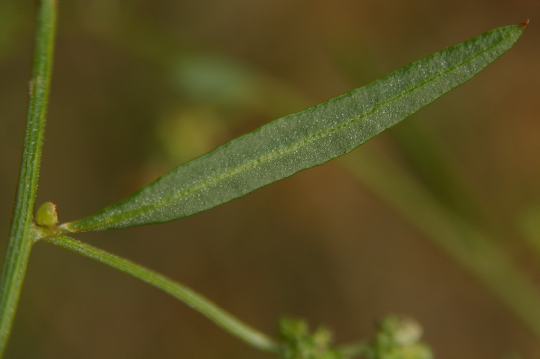 Изображение особи Atriplex patula.