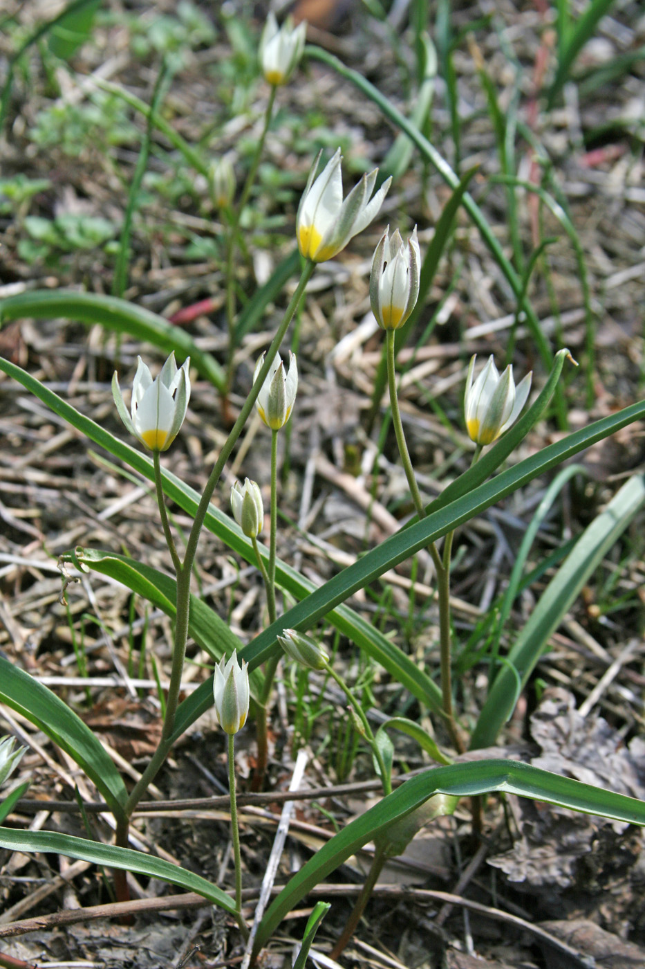 Изображение особи Tulipa bifloriformis.