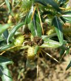 Xanthium spinosum. Верхушки побегов с соплодиями и отцветшими мужскими соцветиями (бурые). Астраханская обл., Икрянинский р-н, с. Озерное, ерик Кукшин. 16.08.2011.