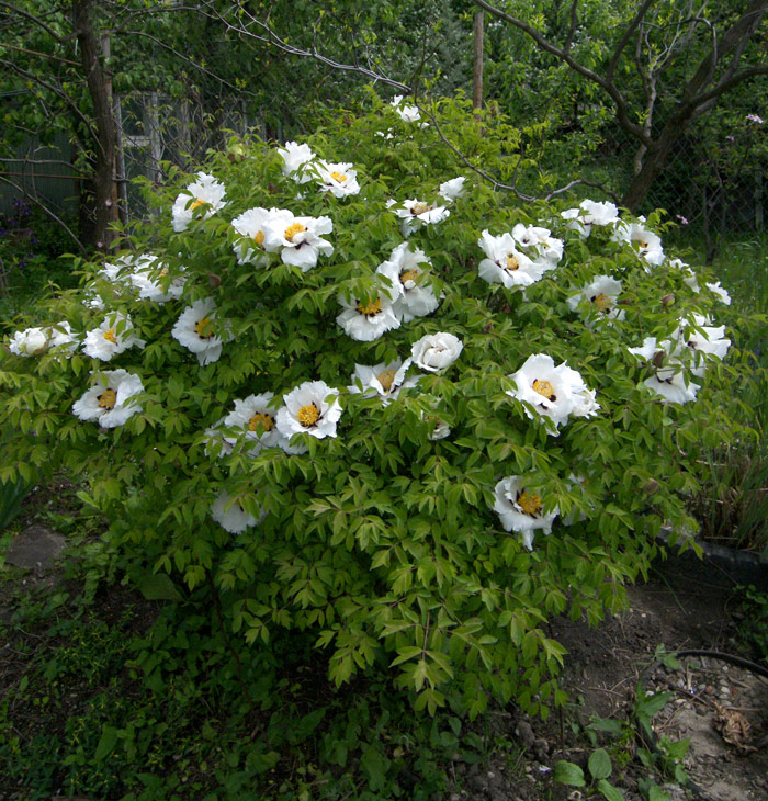 Image of Paeonia suffruticosa specimen.