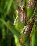 Aegilops peregrina. Нижняя часть соцветия. Израиль, Шарон, г. Герцлия, травостой на песчаной почве. 20.03.2012.