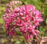 Hylotelephium triphyllum. Соцветие. Приморский край, Спасский р-н, окр. с. Хвалынка, старый железобетонный мост. 28.08.2010.