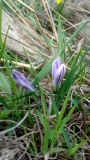 Crocus adamii