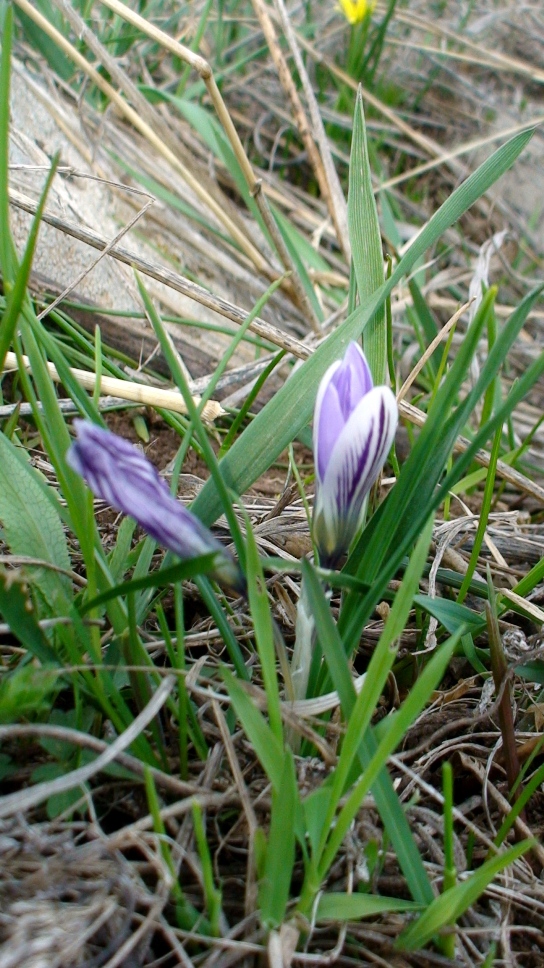 Изображение особи Crocus adamii.