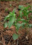 Epipactis helleborine. Растения с бутонами. Крым, южный берег, окр. Мисхора, сосновый лес. 28 мая 2012 г.