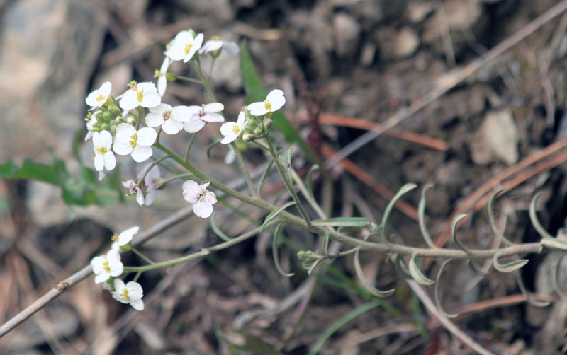 Image of Stevenia incarnata specimen.