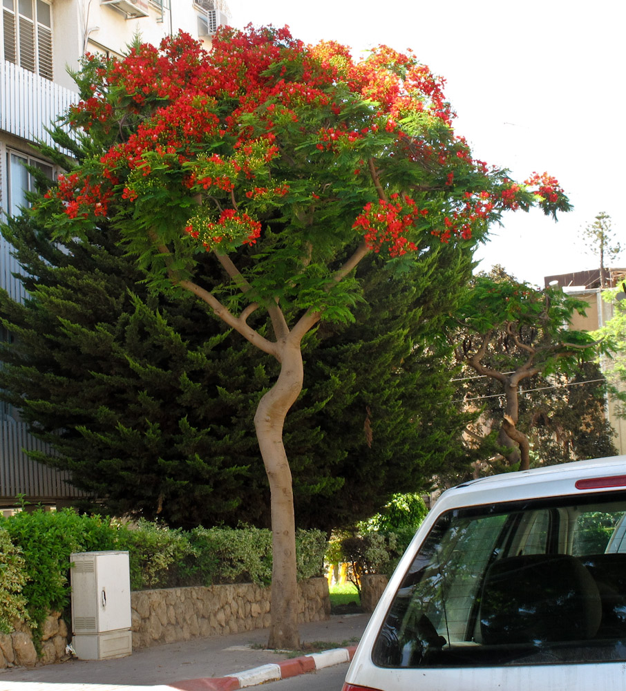 Image of Delonix regia specimen.