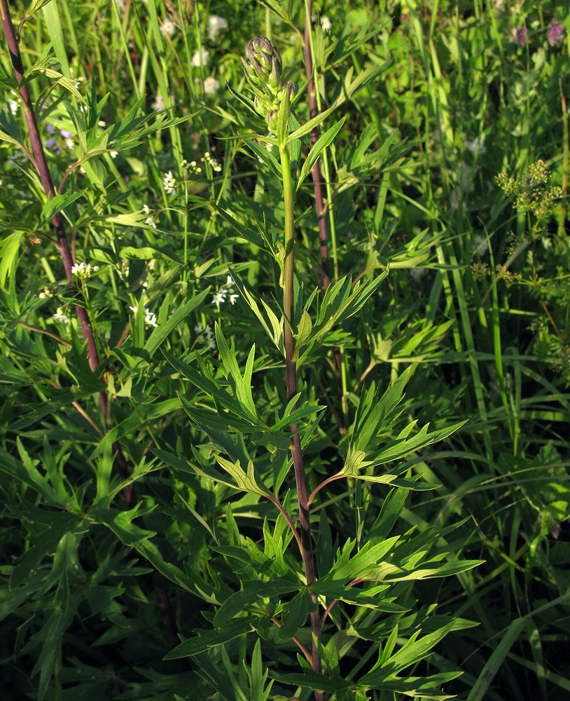 Image of Delphinium cuneatum specimen.