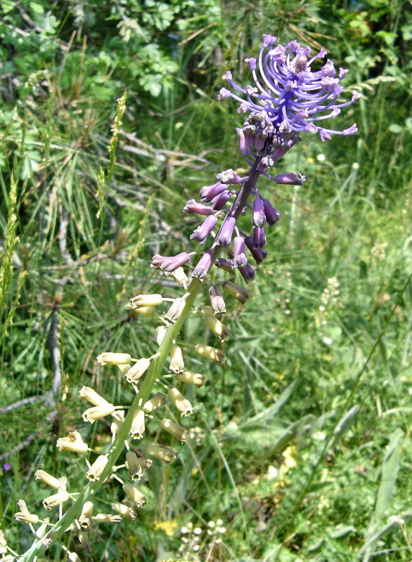 Image of Leopoldia comosa specimen.
