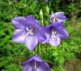 Campanula persicifolia. Цветки. Карелия, окрестности г. Сортавала. 14 июля 2012 г.