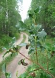 Salix starkeana