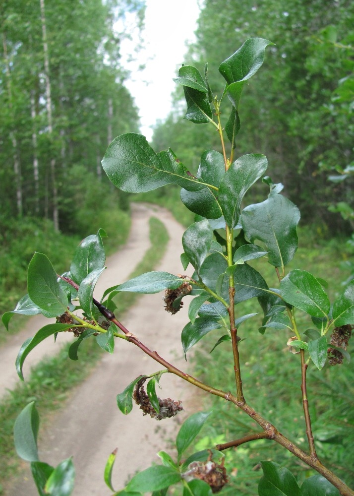 Изображение особи Salix starkeana.