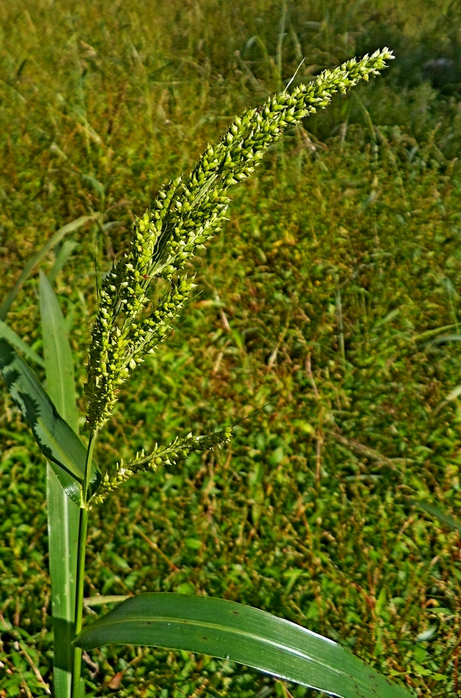 Изображение особи Echinochloa crus-galli.