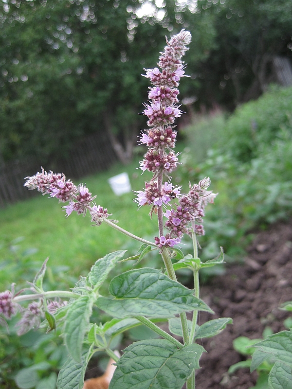 Image of Mentha longifolia specimen.