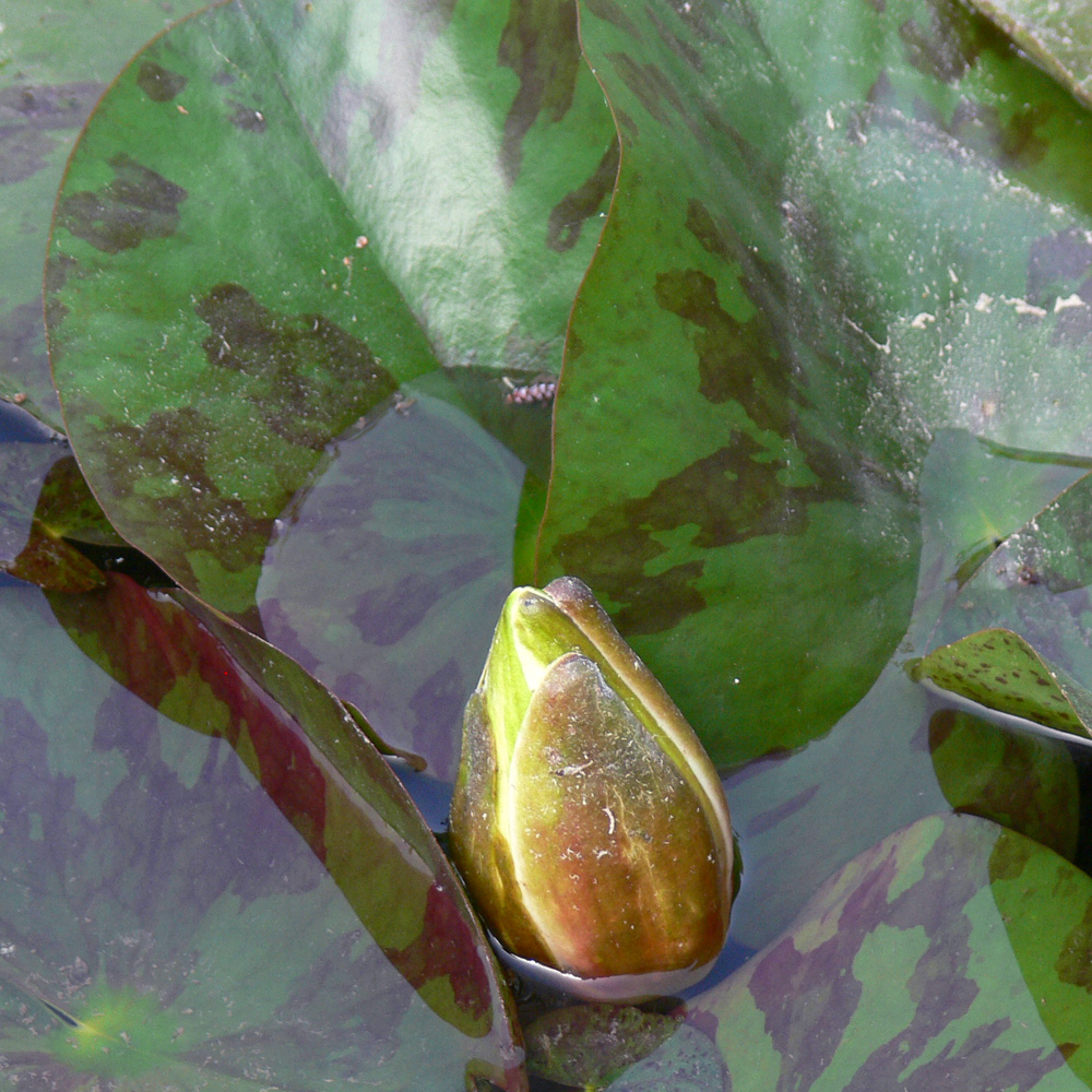 Изображение особи Nymphaea odorata.