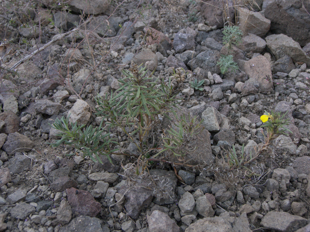 Image of Ajuga glabra specimen.