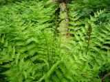 Osmundastrum asiaticum. Спороносящие растения. Сахалин, лесной массив в окр. г. Южно-Сахалинска. Июнь 2012 г.