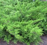 Juniperus sabina. Часть куста. Венгрия, г. Будапешт, городской парк Варошлигет, территория замка Вайдахуняд. 01.09.2012.