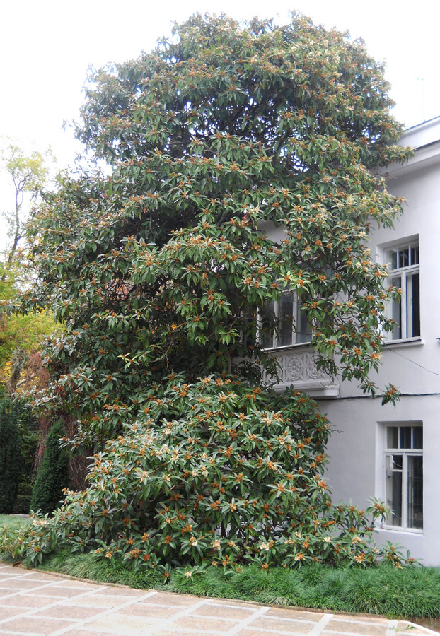 Image of Eriobotrya japonica specimen.