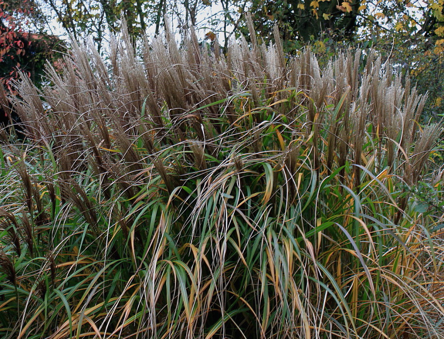 Изображение особи Miscanthus sinensis.