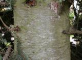 Abies form glauca