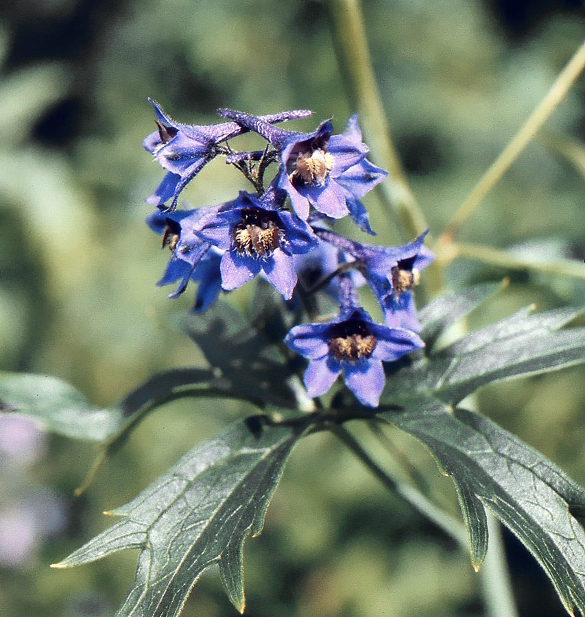 Image of Delphinium cuneatum specimen.