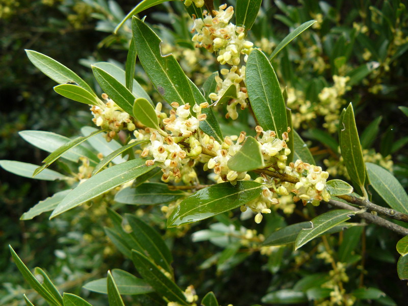 Image of Phillyrea angustifolia specimen.