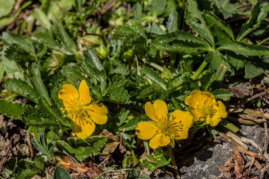 Изображение особи Potentilla ruprechtii.