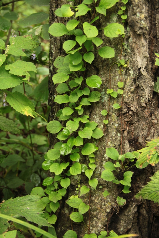 Изображение особи Celastrus flagellaris.