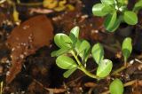 Ludwigia adscendens