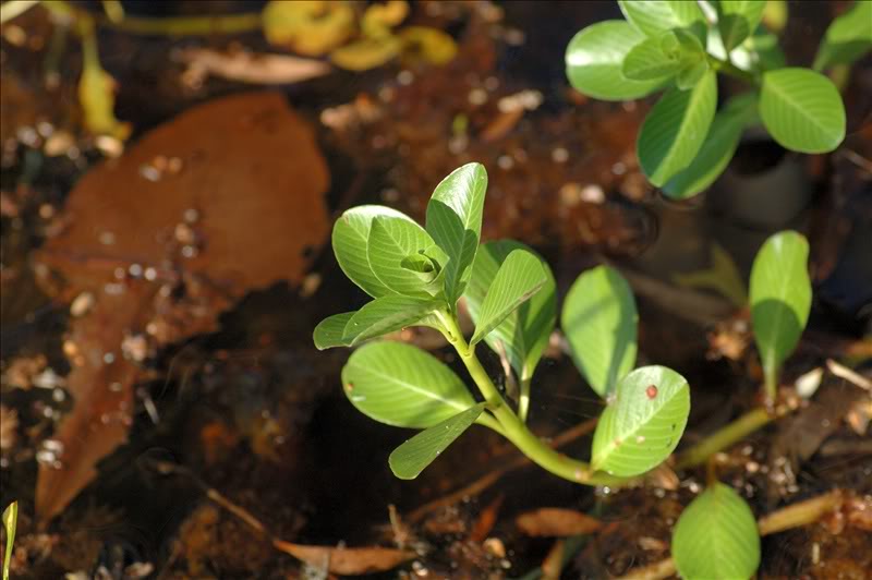 Изображение особи Ludwigia adscendens.