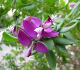 Polygala myrtifolia. Соцветие. Монако, Монако-Вилль, площадь Пляс-де-Палэ перед зданием Княжеского дворца. 19.06.2012.